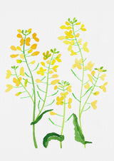 Rapeseed or Brassica napus botanical painting Poster och Canvastavla