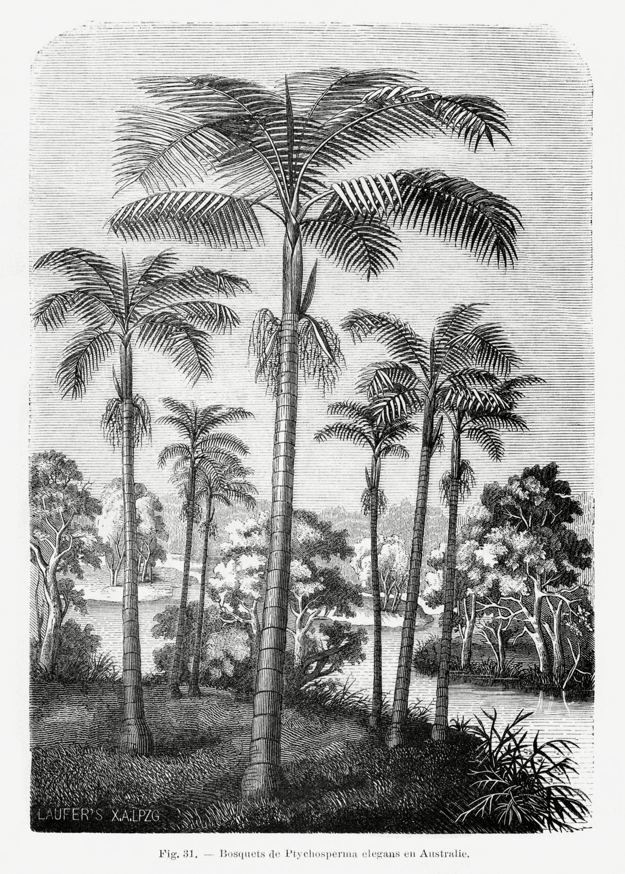 Vintage Palm Tree Drawing Ii Poster och Canvastavla