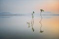 Reflection of Life Poster och Canvastavla