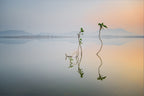 Reflection of Life Poster och Canvastavla