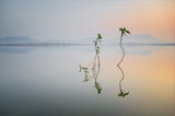 Reflection of Life Poster och Canvastavla