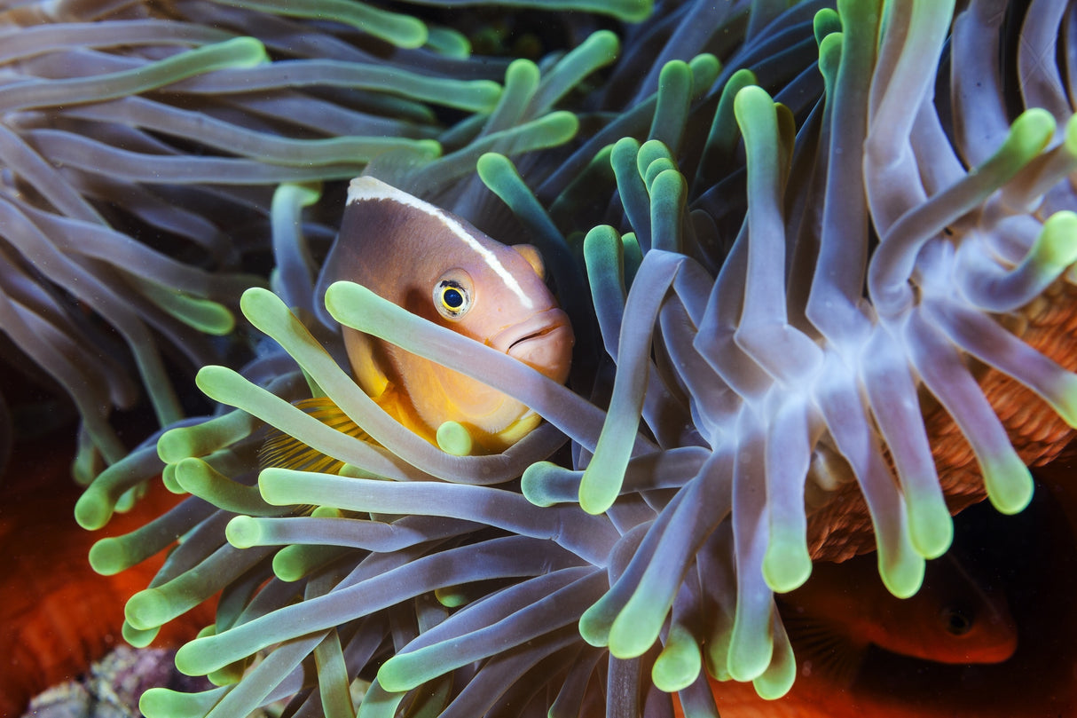 Clownfish Poster och Canvastavla