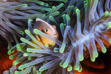 Clownfish Poster och Canvastavla