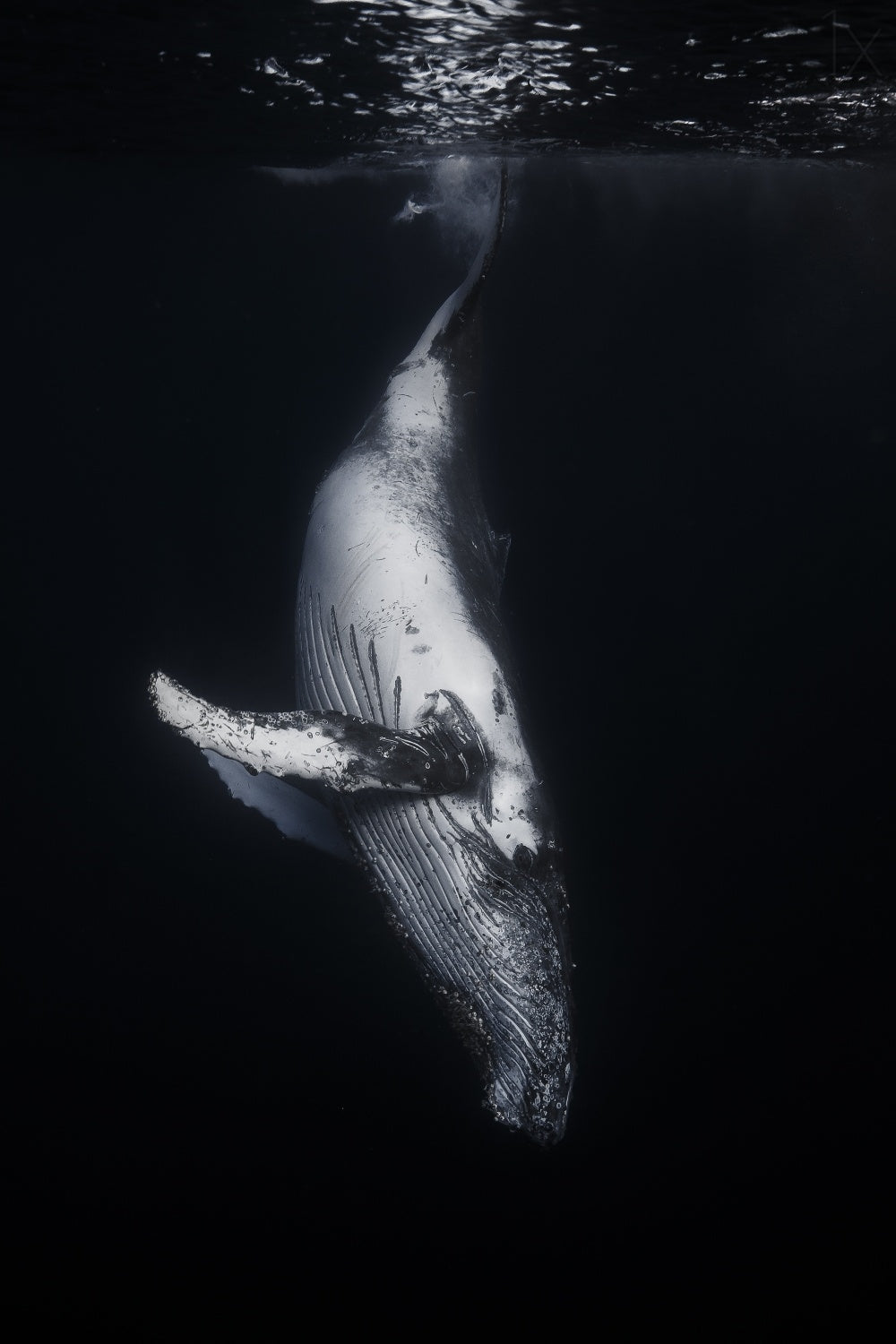 Black Whale Poster och Canvastavla
