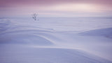 Trees in the morning Poster och Canvastavla