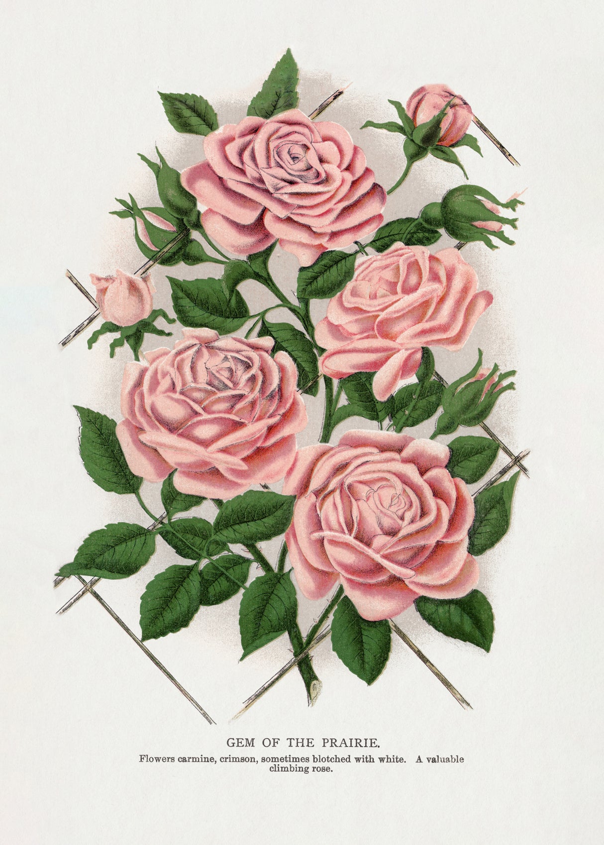 Pink Rose, Gem of the Prairie Lithograph Poster och Canvastavla