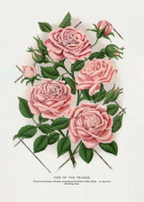 Pink Rose, Gem of the Prairie Lithograph Poster och Canvastavla