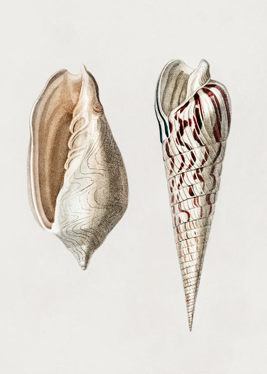 Two Mollusks Crop II Poster och Canvastavla