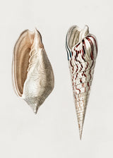 Two Mollusks Crop II Poster och Canvastavla