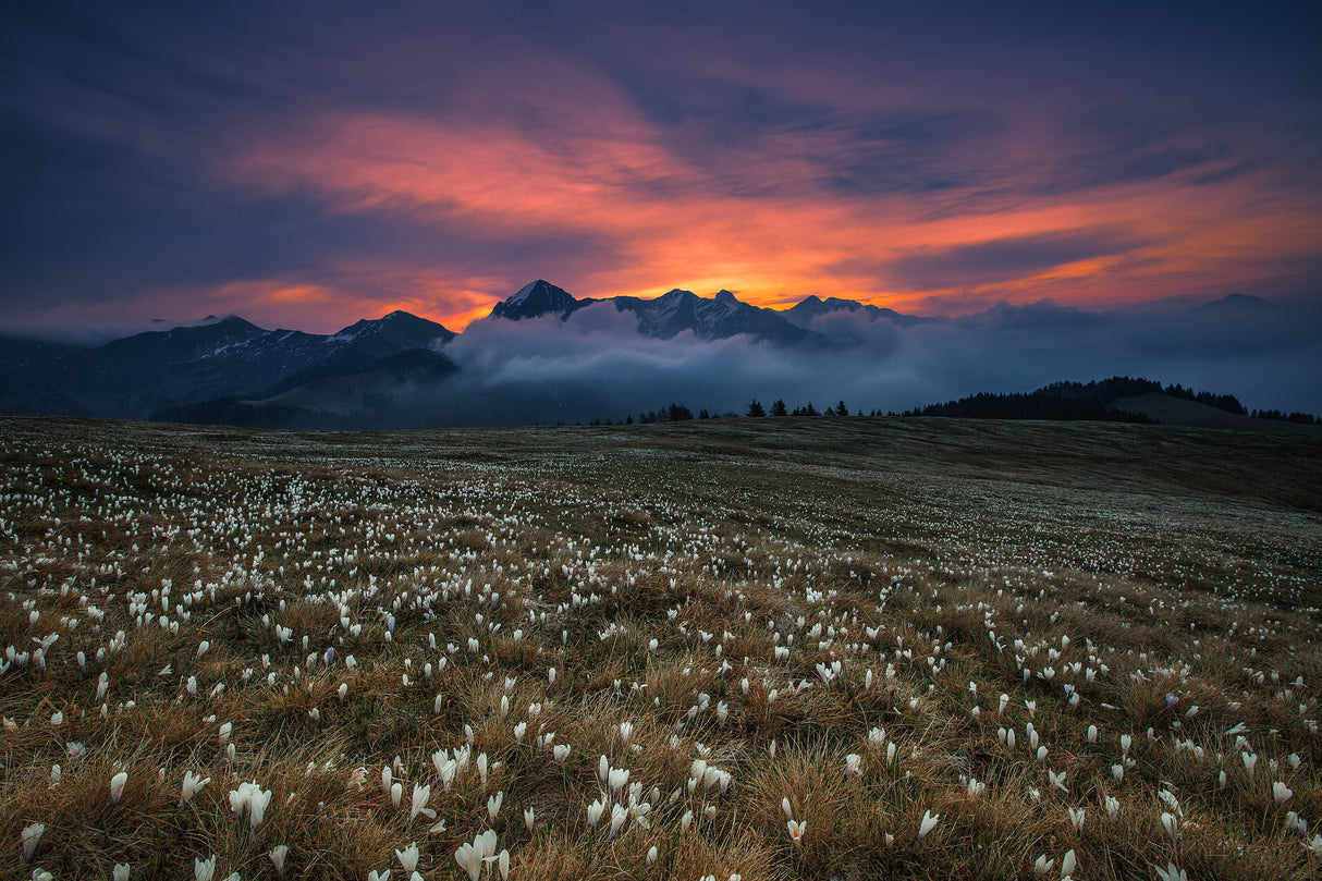 Blooming dawn Poster och Canvastavla