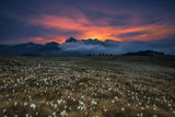 Blooming dawn Poster och Canvastavla