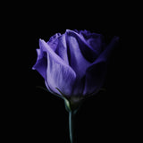 Shades of Purple Poster och Canvastavla