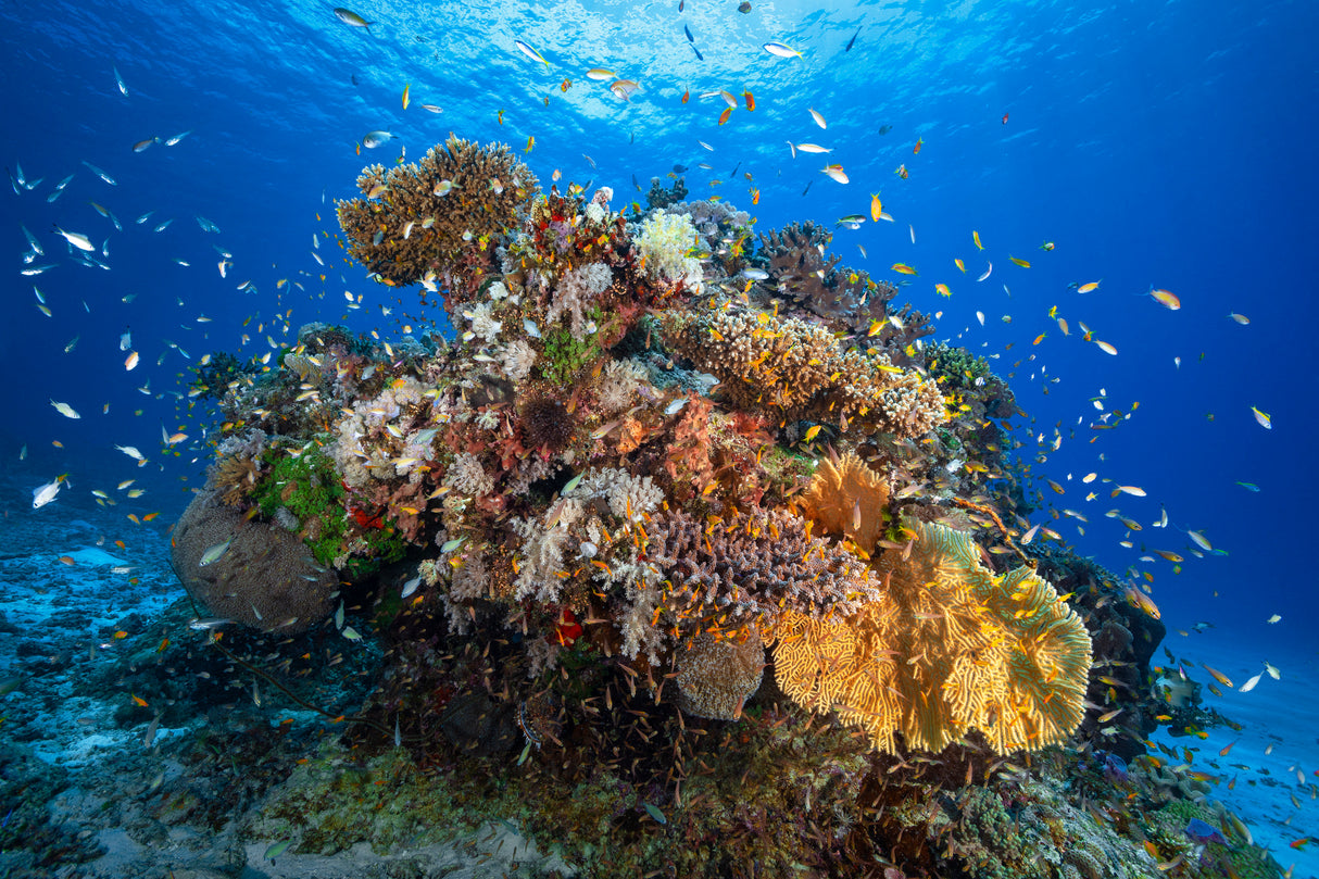 Underwater biodiversity Poster och Canvastavla