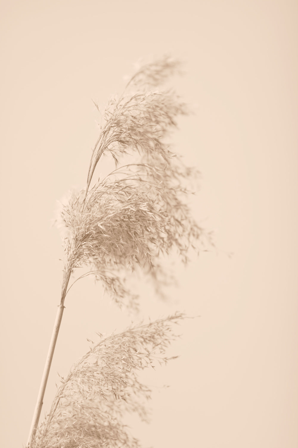 Reed Grass Beige 03 Poster och Canvastavla