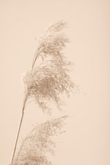 Reed Grass Beige 03 Poster och Canvastavla