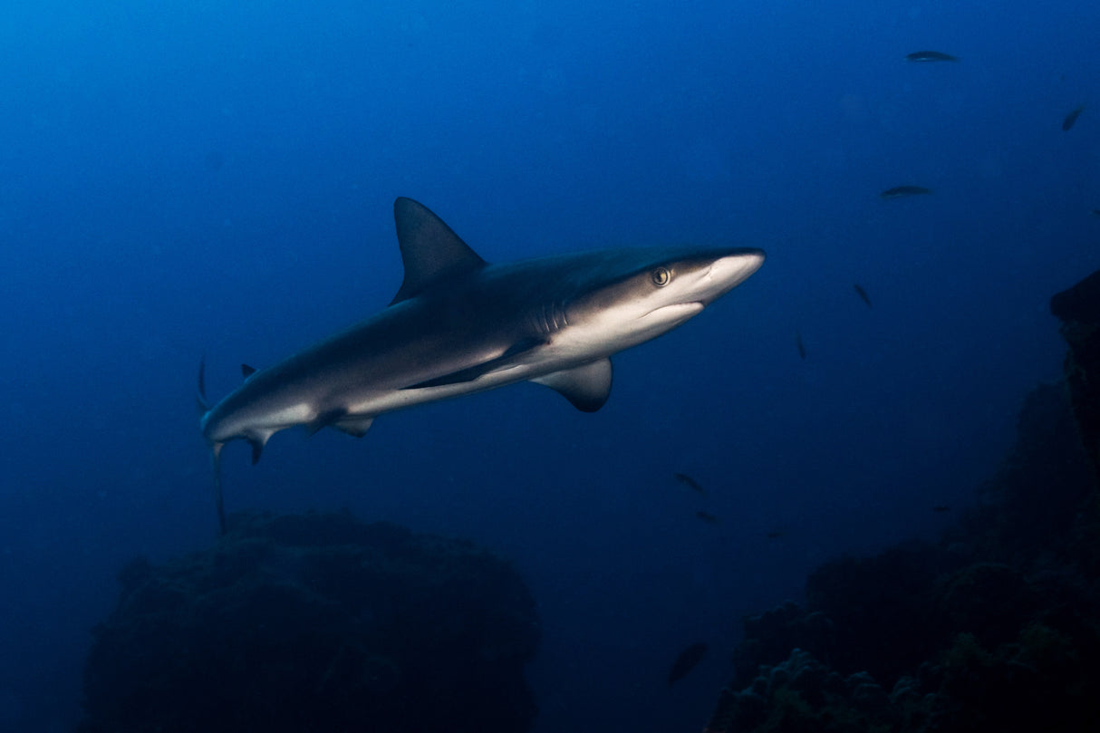 Juvenile Galapagos Shark Poster och Canvastavla