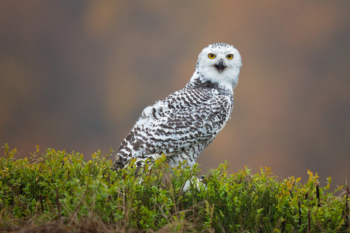 Snowy Owl Poster och Canvastavla