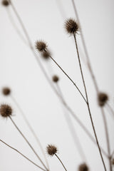 Thistle Grey 05 Poster och Canvastavla