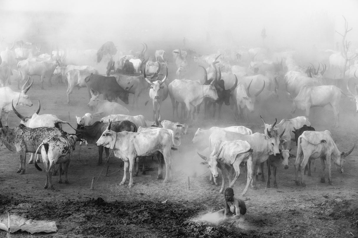 Khartoum cattle camp Poster och Canvastavla