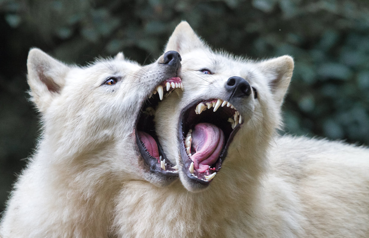 Wolf kiss Poster och Canvastavla
