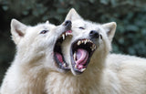 Wolf kiss Poster och Canvastavla
