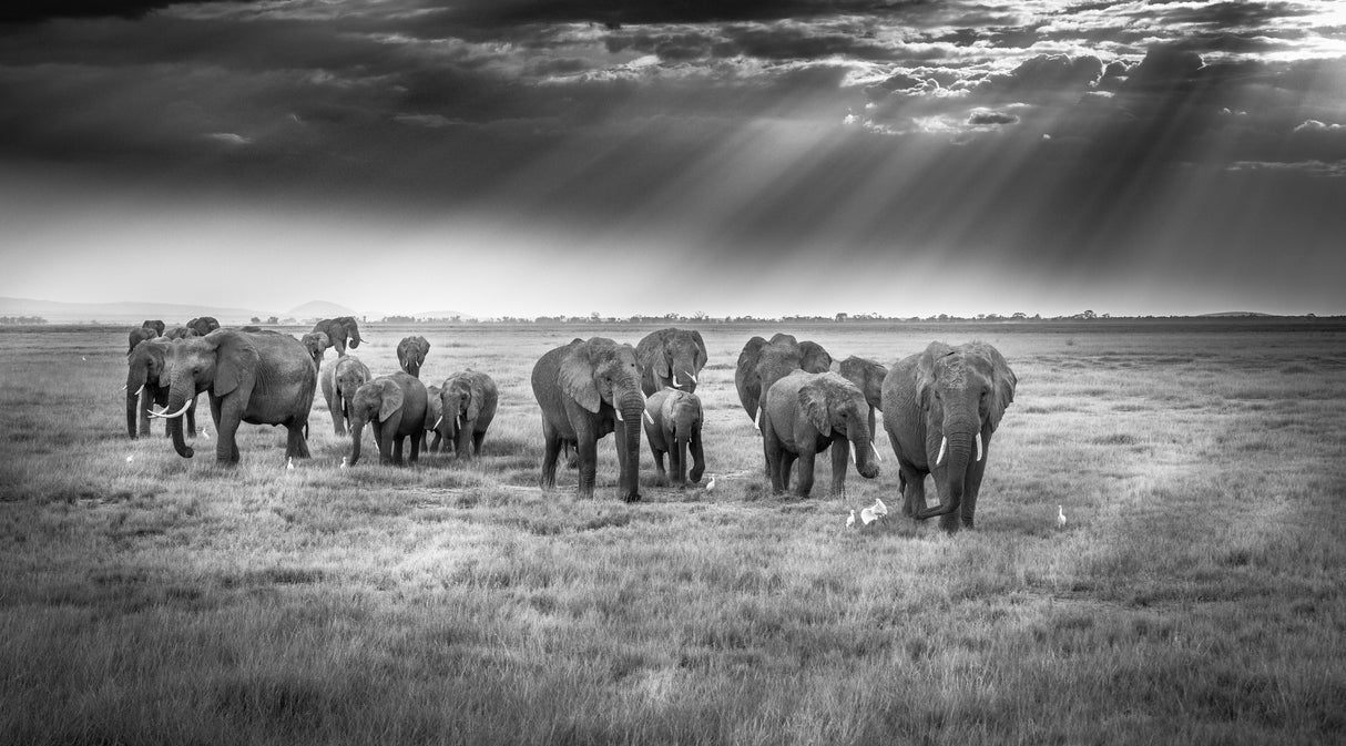 Breakfast with pachyderms Poster och Canvastavla