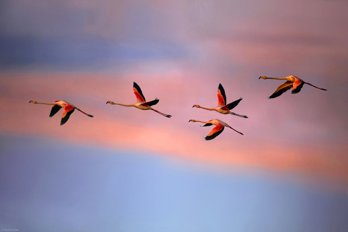 Flamingos at sunset Poster och Canvastavla