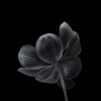 Anemone Poster och Canvastavla