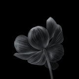 Anemone Poster och Canvastavla