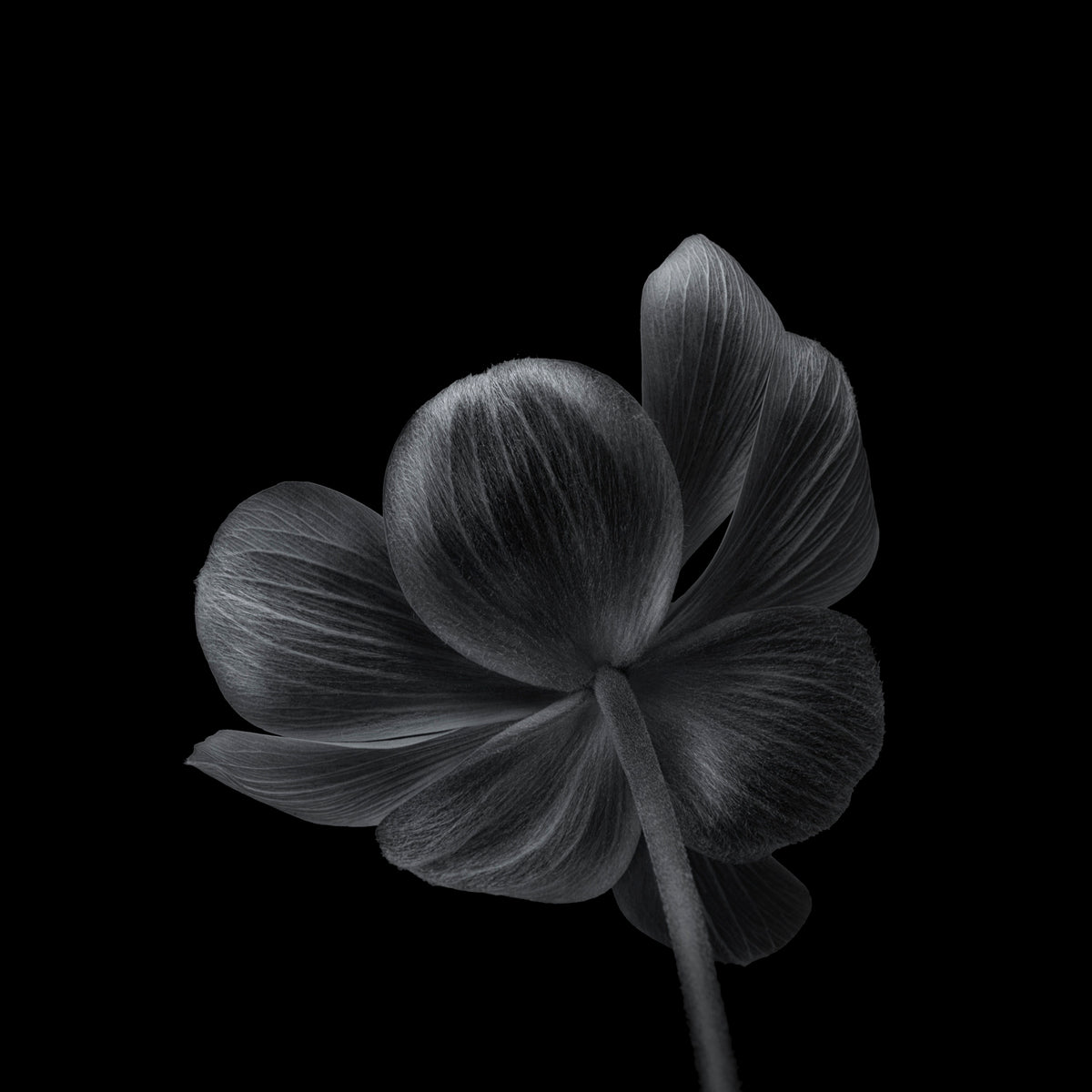 Anemone Poster och Canvastavla