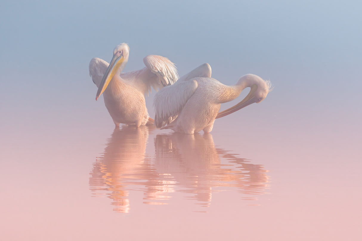 Two Pelicans Poster och Canvastavla