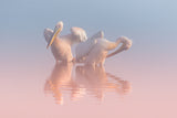 Two Pelicans Poster och Canvastavla