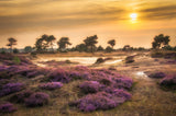 Heather in bloom Poster och Canvastavla