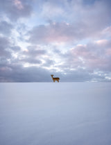Alone Poster och Canvastavla