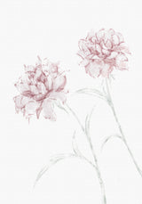 Peony 03 Poster och Canvastavla