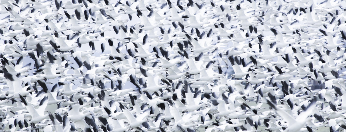 Snowstorm Poster och Canvastavla