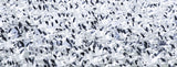 Snowstorm Poster och Canvastavla