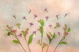 Dream of Spring Poster och Canvastavla