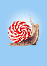 Snail Candy Poster och Canvastavla