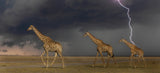 3 in the afternoon storm Poster och Canvastavla
