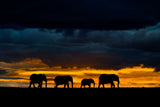 Elephants at dusk Poster och Canvastavla
