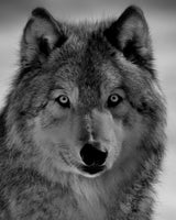 The wolf Poster och Canvastavla