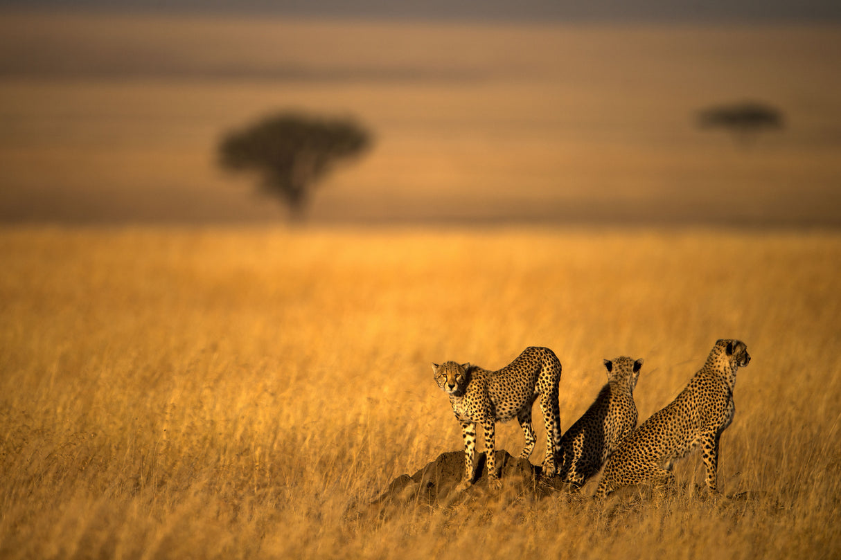 Landsape of Cheetah Poster och Canvastavla