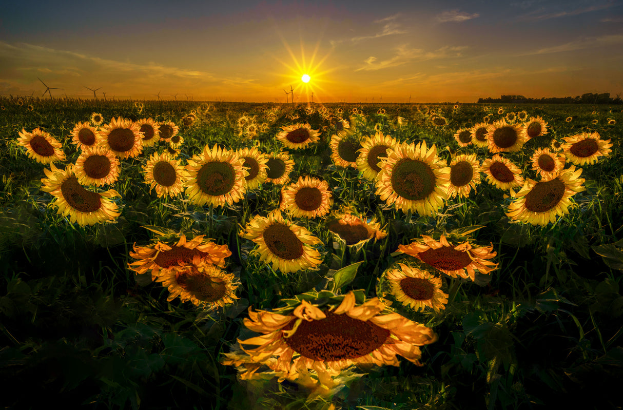 Sunflowers in the afterglow Poster och Canvastavla