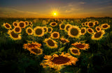 Sunflowers in the afterglow Poster och Canvastavla