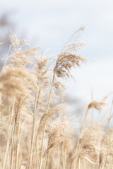 Grass Reed and sky_3 Poster och Canvastavla
