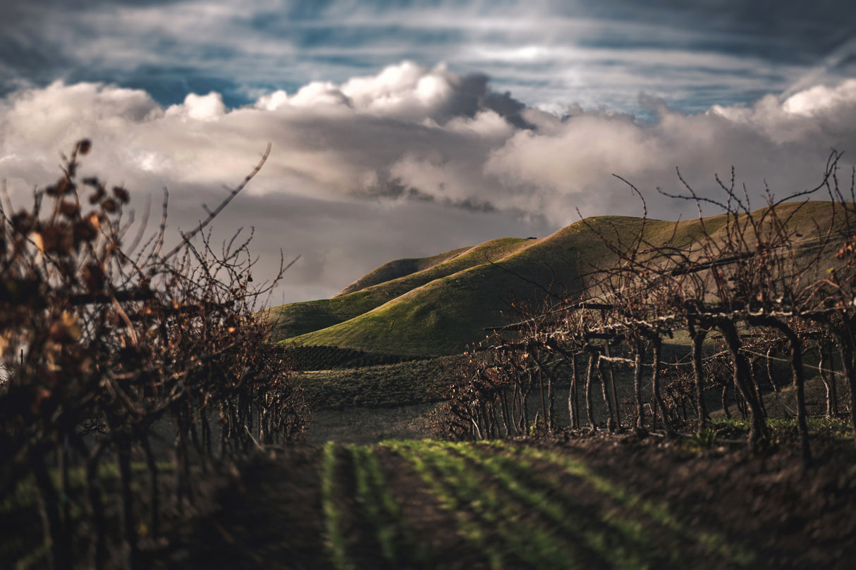 Dark Vineyards Poster och Canvastavla