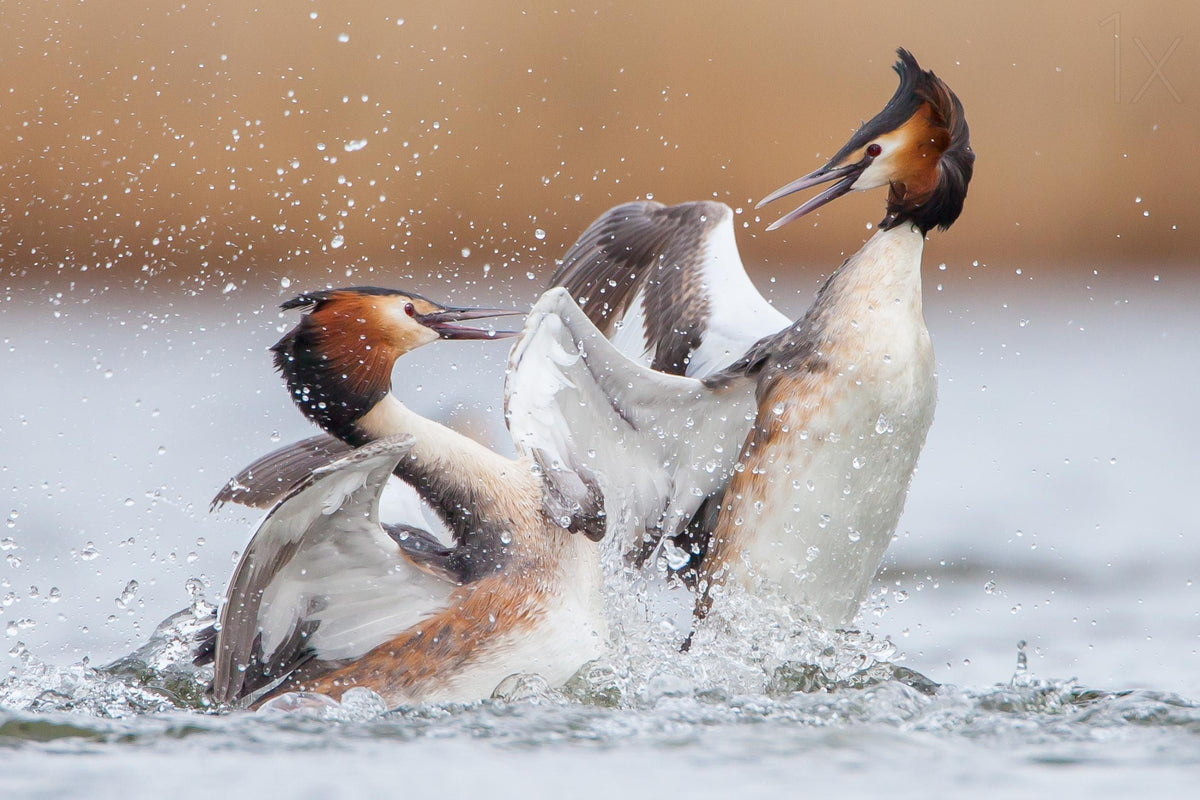 Fighting grebes Poster och Canvastavla