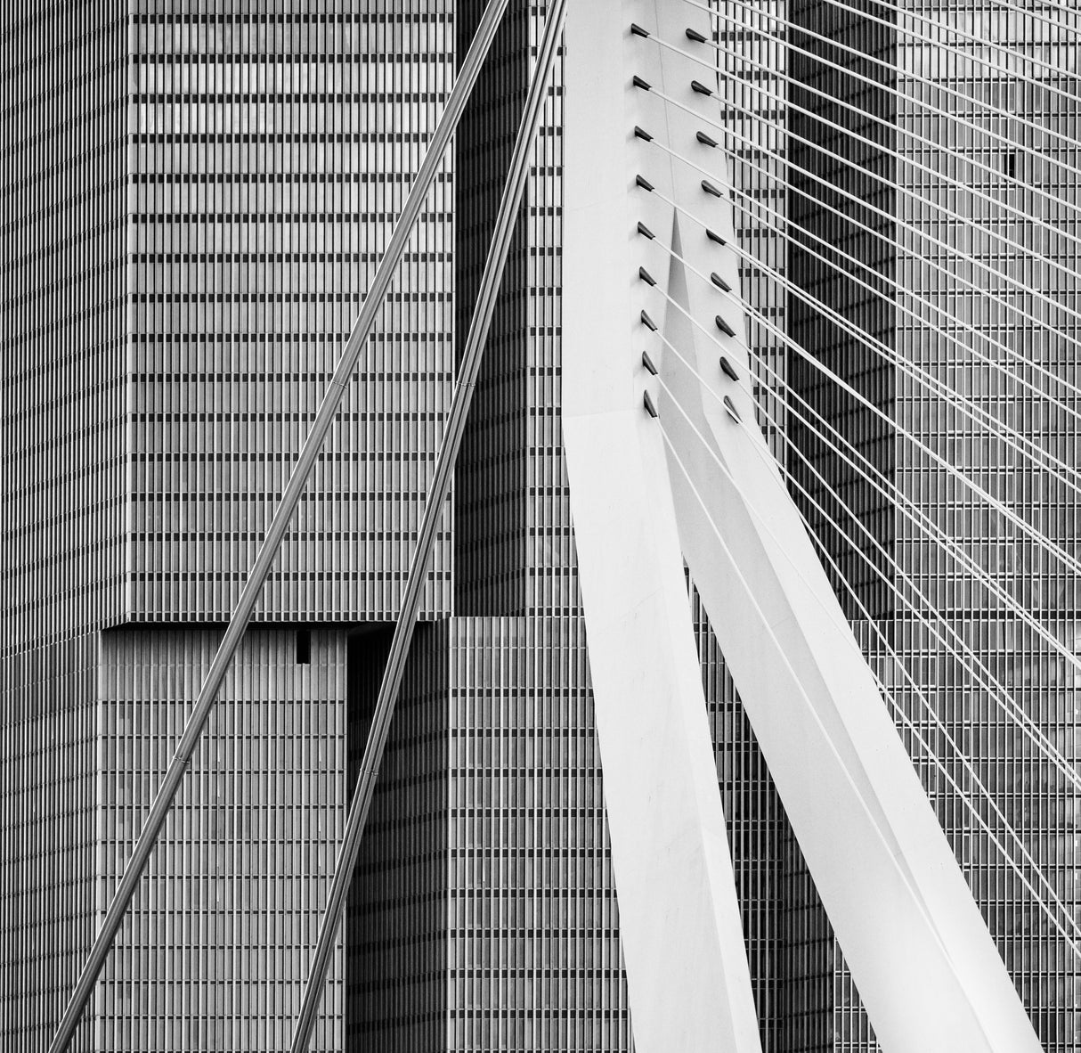 Between the lines Poster och Canvastavla