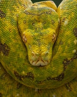 Yellow Poster och Canvastavla